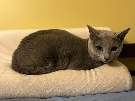 My cat